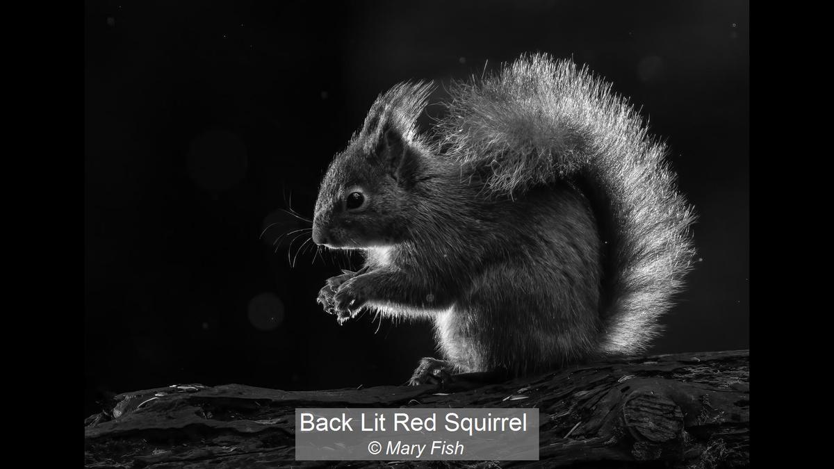 Back Lit Red Squirrel